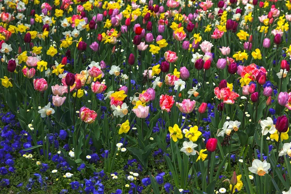 Kleurrijke flowerbed met gemengde bloemen — Stockfoto