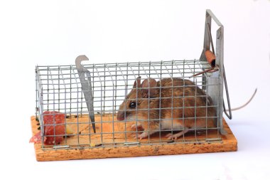 captured mouse in a mousetrap clipart