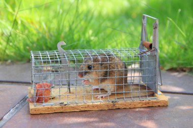 fare ile yakalanan fare, açık havada canlı tuzak