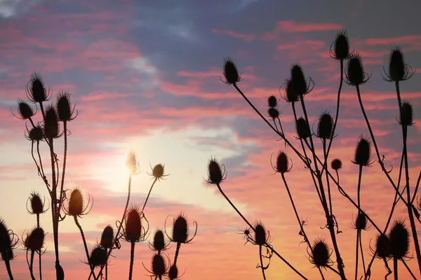 Teasel άγρια φυτά και όμορφο ηλιοβασίλεμα ουρανό — Φωτογραφία Αρχείου