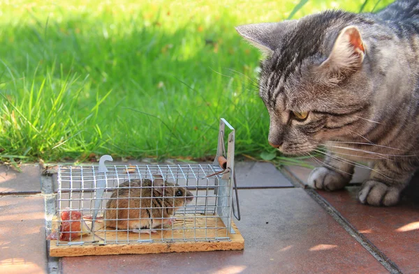 Gato e rato capturado, no jardim — Fotografia de Stock