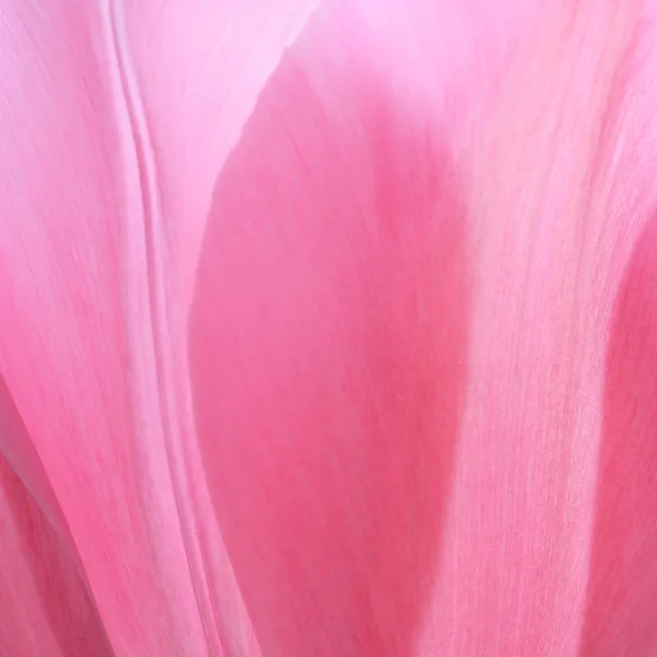 Lichte roze tulp bloem achtergrond — Stockfoto