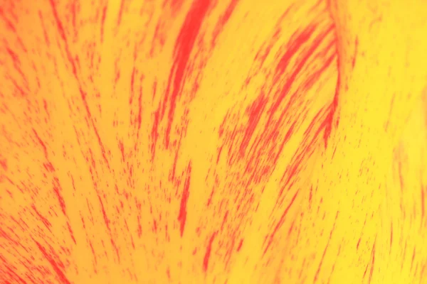 Pétala de tulipa vermelha e amarela manchada — Fotografia de Stock