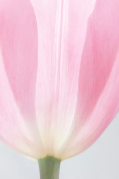 라이트 핑크 튤립 꽃 배경의 근접 촬영 — 스톡 사진