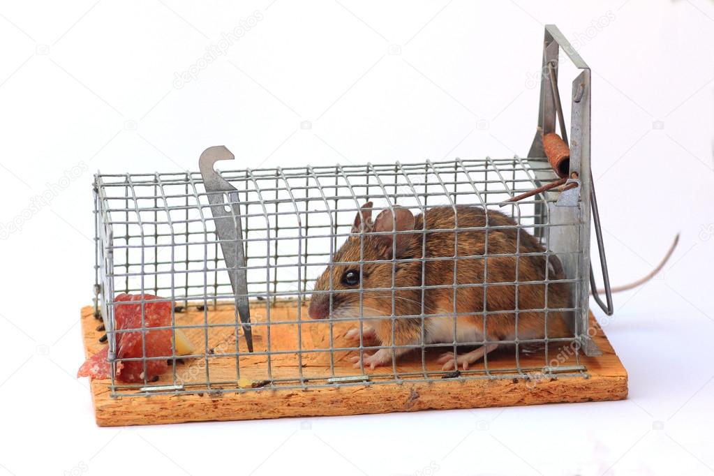 captured mouse in a mousetrap