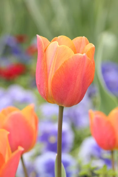 Lesklý Tulipán v květinovém záhonu — ストック写真