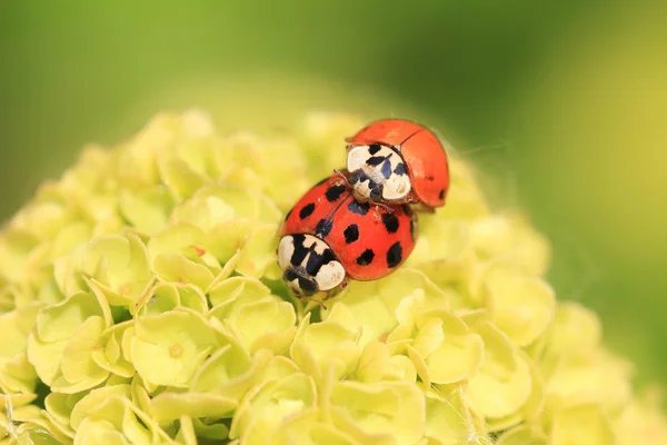 Duas joaninhas, acasalando em uma flor de hortênsia — Fotografia de Stock