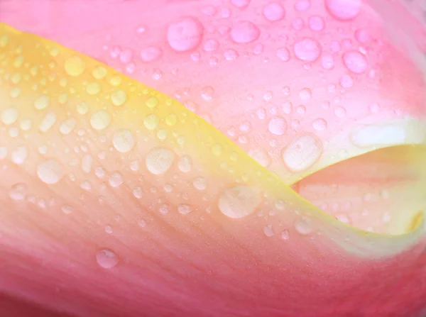 Fundo floral com gotas de orvalho, tulipa close-up — Fotografia de Stock