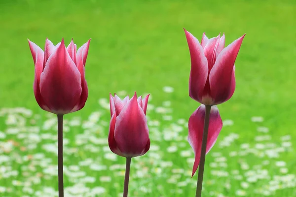 Tulipánok tavasszal a kertben — Stok fotoğraf
