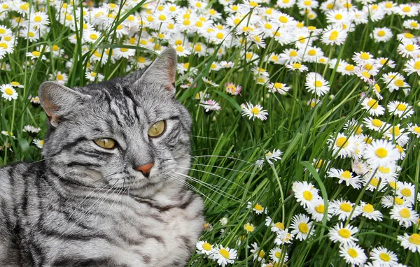 Tabby cat in the daisy meadow — Stock Photo, Image
