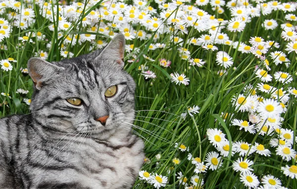 Gato de mesa no prado margarida — Fotografia de Stock