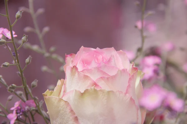Bocciolo di rosa e fiori dimenticati, rosa tonica — Foto Stock