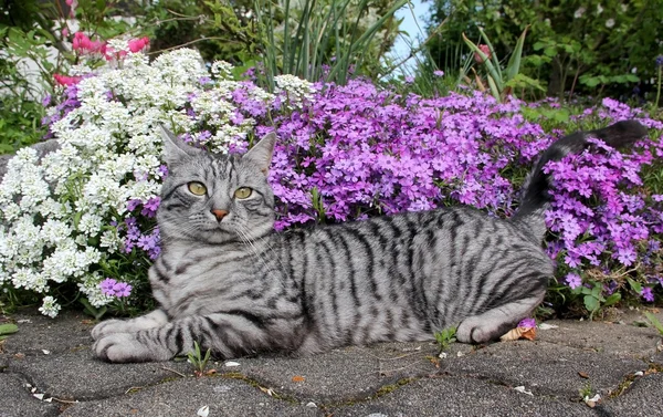 Relaxing tabby cat and flowerbed — Stock Photo, Image