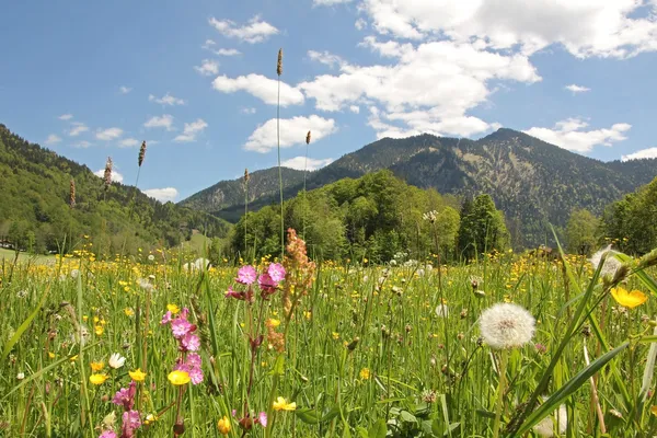 Prado de flores silvestres alpinas, baviera — Fotografia de Stock