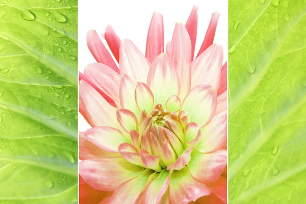 Triple - Dahlia et feuille tropique avec gouttes de rosée — Photo