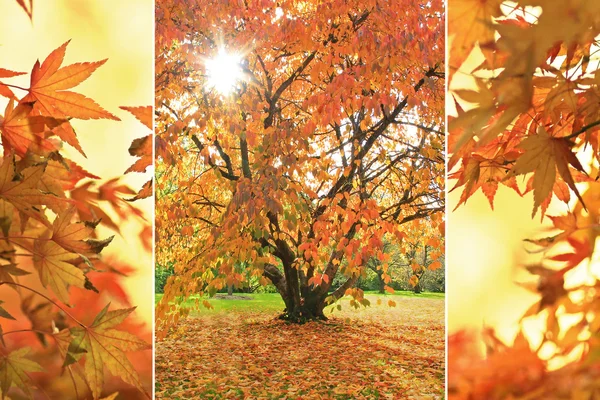 トリプル - 桜の木、カエデの葉 — ストック写真