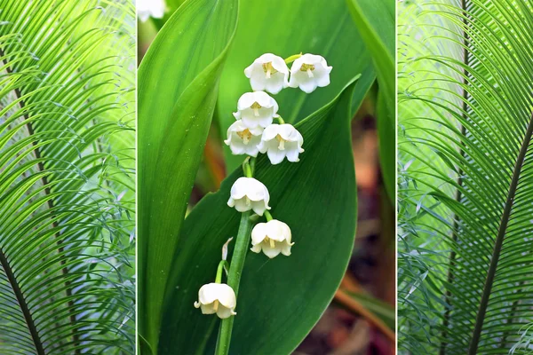 Triple - fern plants and lily of the valley — Stock Photo, Image