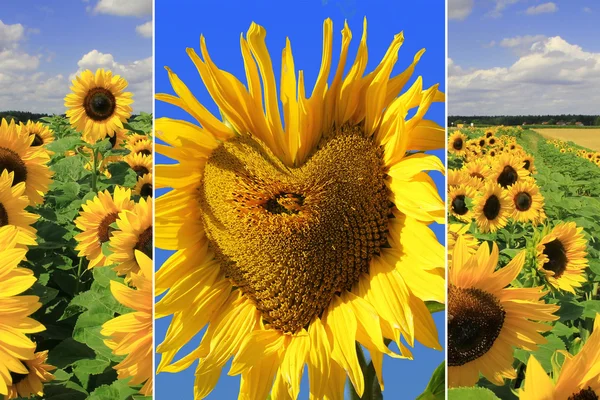 Drievoudige zonnebloemen — Stockfoto