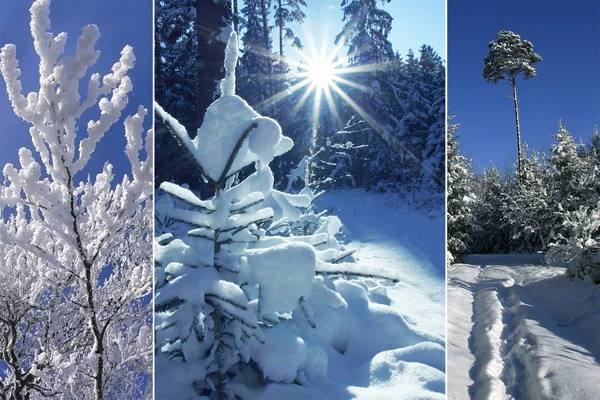 Triple - vintern skog — Stockfoto