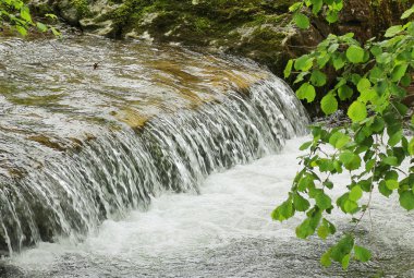 Mountain brook ve yapraklarla ela Şubesi