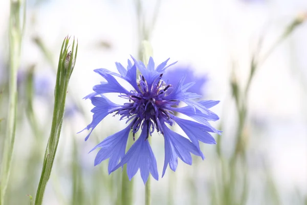 Een licht blauwe Korenbloem — Stockfoto