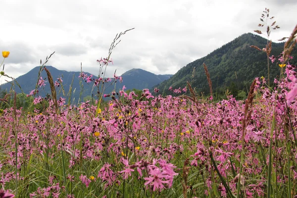 Alp kır çiçeği çayır çiçeklerle lychnis ve buttercup ger — Stok fotoğraf