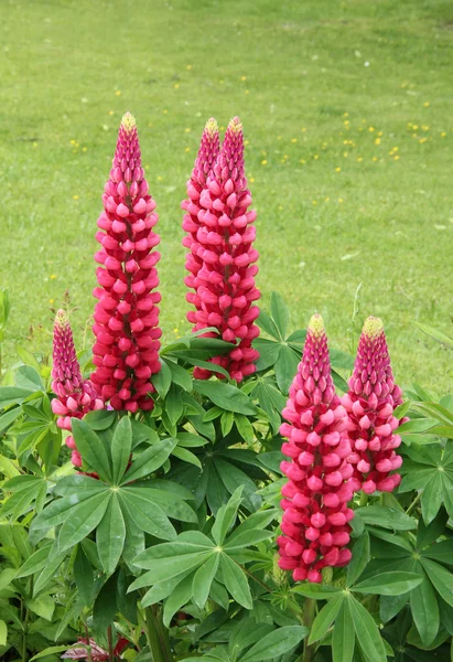 Lupins rouges, herbes vivaces — Photo