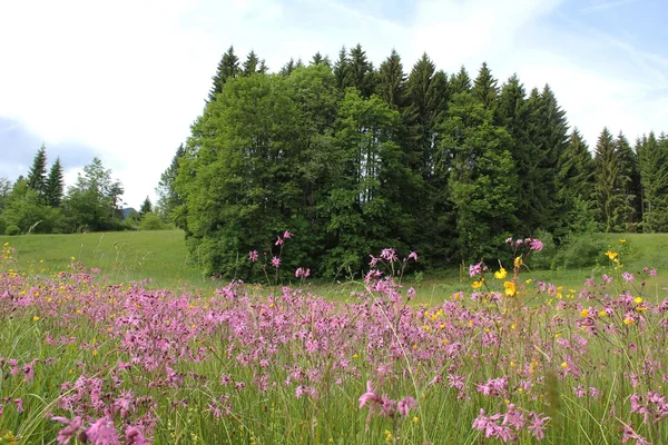 Alpine wildflower meadow with lychnis and grove, germany — Stock Photo, Image