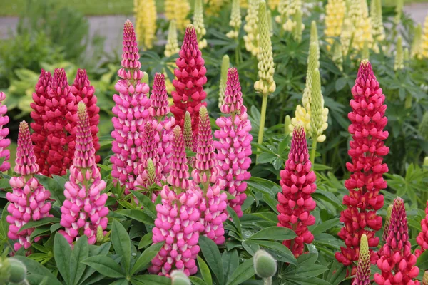 Flowerbed with lupinus polyphyllus, pink, yellow and red — Stock Photo, Image