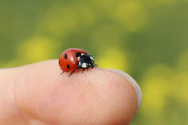 Scarabeo signora su un dito — Foto Stock