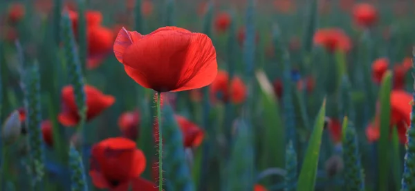 Fiore di papavero rosso nel campo, luce posteriore — Foto Stock