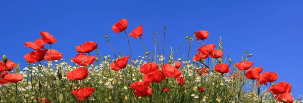 Червоні маки і маргарити повне цвітіння, блакитне небо, панорамний розмір — стокове фото