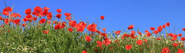 Röd vallmo och marguerites full blom, panoramautsikt över storlek — Stockfoto