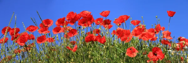 Kırmızı poppies tam bloom, panoramik boyutu Biçimlendir