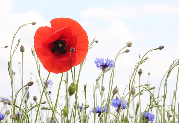 Papavero rosso e fiordaliso, in colori chiari — Foto Stock