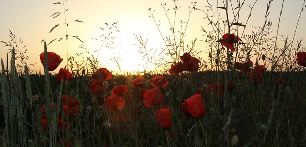 Champ de céréales avec coquelicots rouges, au coucher du soleil — Photo