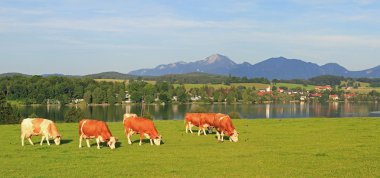 otlayan inekler, pastoral sahne RIEGSEE, Bavyera ile çayır