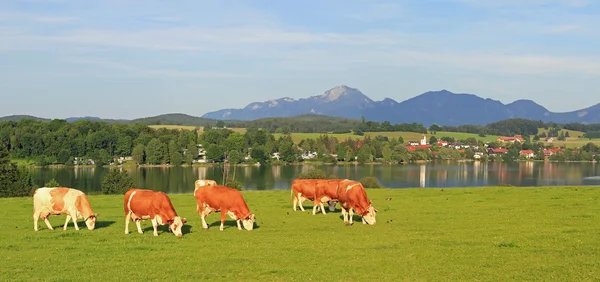 Meadow with grazing cows, idyllic scenery riegsee, bavaria — Stock Photo, Image