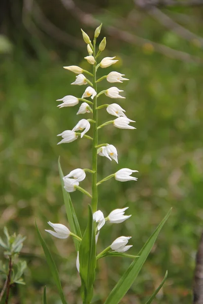 Orchis bianco selvatico — Foto Stock