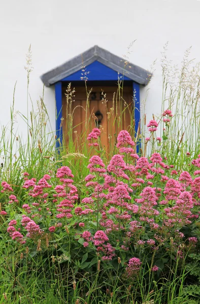 入り口前の花を持つ — ストック写真