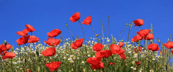 Bright red poppies and marguerites, against blue sky — Stock Photo, Image