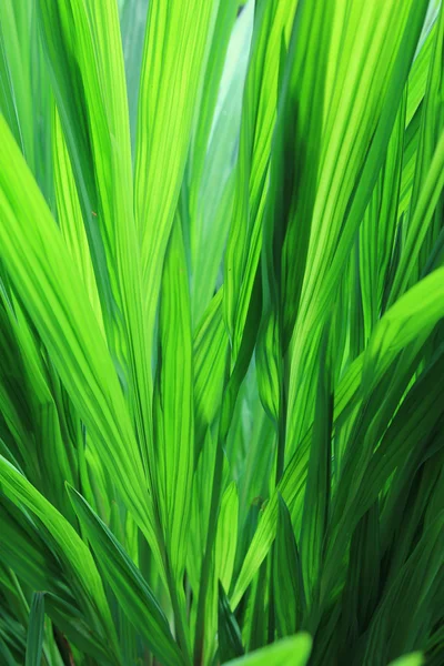 Τροπικό πράσινο φυτό — Φωτογραφία Αρχείου