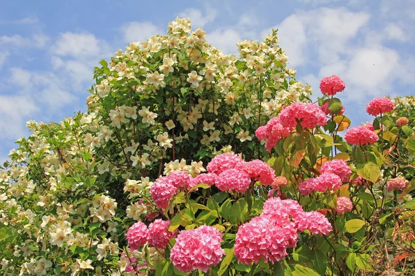 Pink hortensia og duftende jasmin busk - Stock-foto