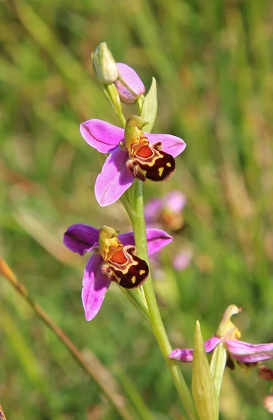 Wild orchid, södra england — Stockfoto