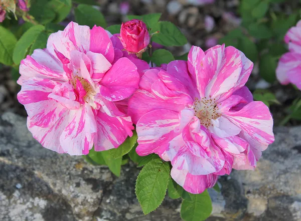 Spotted rose blossoms, pink and white — Stock Photo, Image