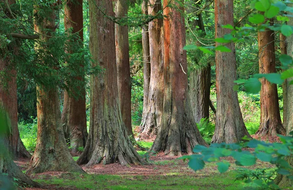 Vörösfenyő fák a brit woodlands — Stock Fotó