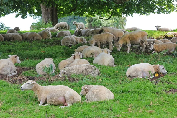 Stado owiec pod wielki kasztanowiec — Zdjęcie stockowe