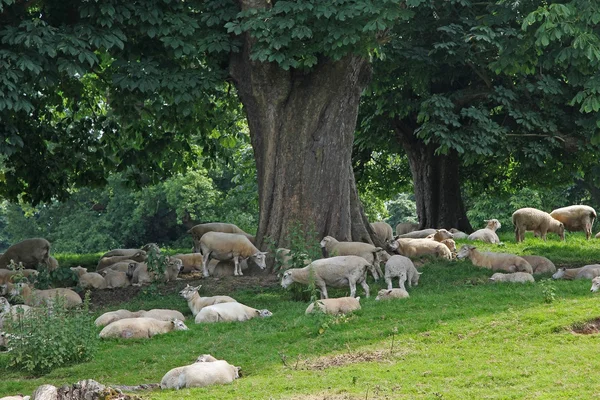 Troupeau de moutons sous les châtaigniers — Photo