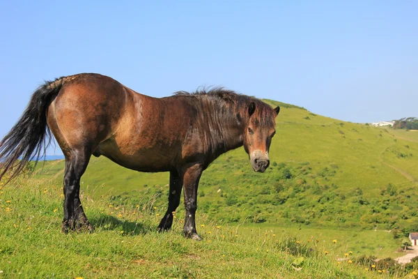 Marrón pony salvaje, paisaje costero — Foto de Stock