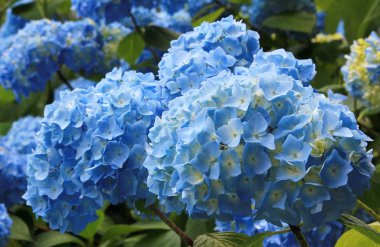 bahçede ışık mavi ortanca çiçek